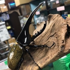 ヘラクレスオオカブト譲ってください。