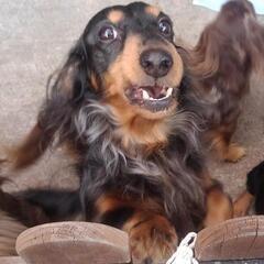 犬好きさんと繋がりたい😊 - 河北郡