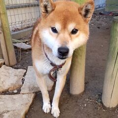 柴犬　男の子　血統書付き
