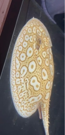 アルビノクロコ　約30センチ　引き取り魚