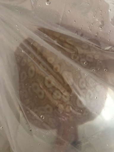 アルビノクロコ　約30センチ　引き取り魚　