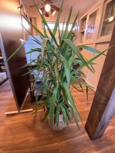 観葉植物　3点　譲ります。