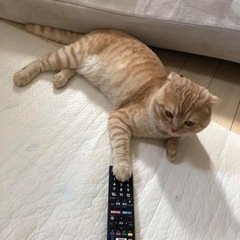 里親募集！