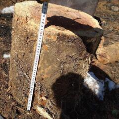 丸太 薪 木材 スゥエーデントーチなどにの画像