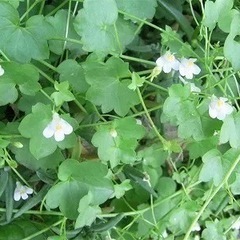 🍀シロバナツタバウンラン（白花蔦葉海蘭）