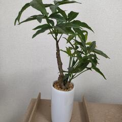 【終了】フェイクグリーン パキラ 高さ 約30cm
