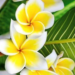 金曜日イリマクラス【ナーレイレイコフラスタジオ】品川・大井町のフラダンス教室の画像