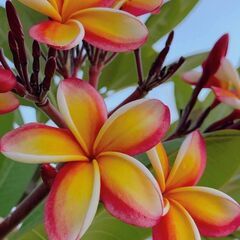 🌺日曜日(月1回)クラス🌺ナーレイレイコフラスタジオ【品川・大井町のフラダンス教室】の画像