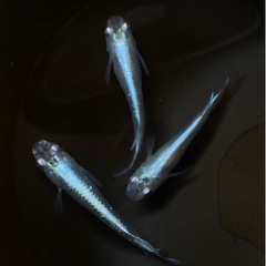 青幹之スーパー光　1匹　引き取り限定　