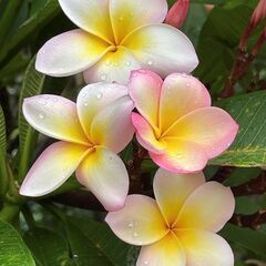 🌺土曜日12:30～14:00【60才からの入門クラス】募集🌺ナーレイレイコフラスタジオ【品川・大井町のフラダンス教室】の画像