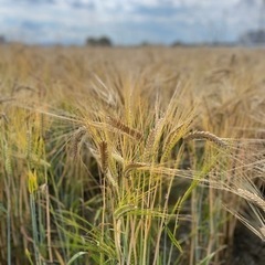 もち麦　キラリモチ　900g 新麦の画像