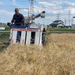 もち麦　キラリモチ　900g 新麦の画像