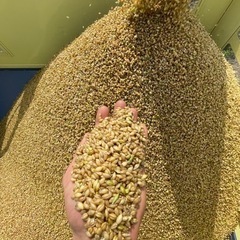 もち麦　キラリモチ　900g 新麦の画像