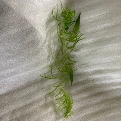 国産無農薬マツモ１０本の画像