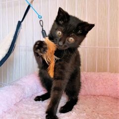 黒猫チビくん！ - 生駒市