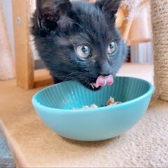 黒猫チビくん！ - 猫