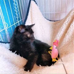 黒猫チビくん！ − 奈良県