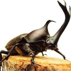 ヤマトカブトムシ幼虫3令　全9匹おまとめセット