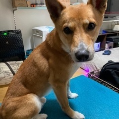柴系雑種の里親募集