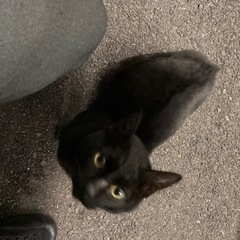 里親募集再開しました　黒猫