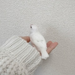 白文鳥オス里親募集