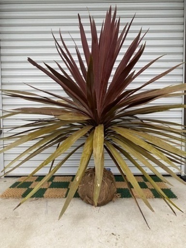 赤ドラセナ☆コルジリネ★庭木、シンボルツリー