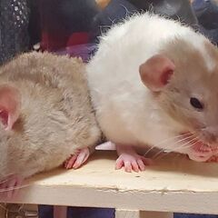 ファンシーラット(女の子)の里親募集中