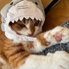猫を飼っている方情報交換しましょう🐈