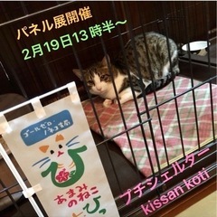 2022/2/22スーパー猫の日イベント😽♬      😺奄美の...