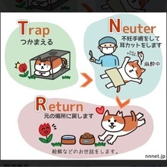 野良猫、TNR、手術をしてあげましょう♪ 捕獲器貸します。