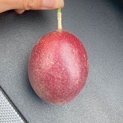 ◆ パッションフルーツ ◆　苗　観葉植物の画像