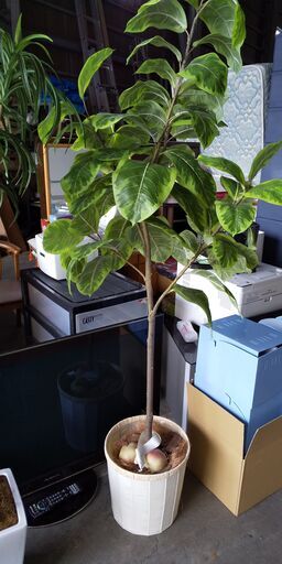 人工観葉植物　170㎝