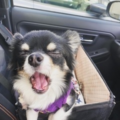 犬のお散歩友達