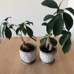 ガジュマルと鉢のセット