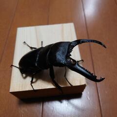 パラワンヒラタクワガタ♂105mm