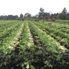 【串良町】週払いOK！時給1100円⭐️野菜の収穫【8時〜17時】男性歓迎！未経験OK！の画像