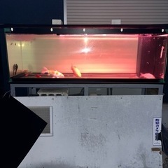 180センチアクリル水槽セットの画像