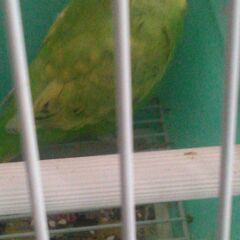 8月25日生まれセキセイインコ幼鳥