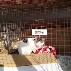 【代理】里親募集中