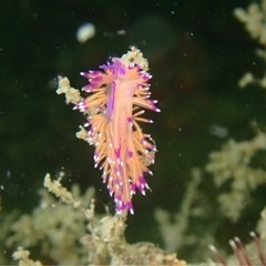 瀬戸内海のウミウシの情報教えて下さい - 広島市