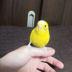 セキセイインコを飼われてる方