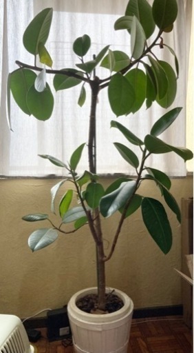 ゴムの木　観葉植物