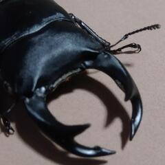 無料でオオクワガタ！♂、♀ペア令和4年第１回目！今年羽化！あげます