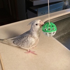 オカメインコ探してます