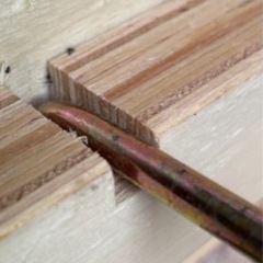 【商談成立】シングルベッドの画像