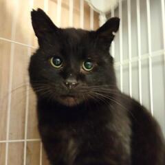 里親さんが決まりました！黒猫オス人馴れしてます