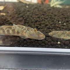 ヨシノボリ？川ハゼ？いりませんか？