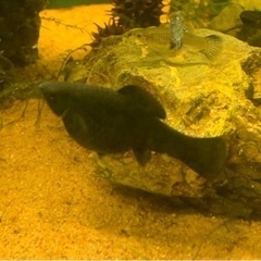 ブラックモーリー2匹100円の画像