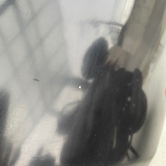 ハイエース　ボンネットカバー（バッドフェイス）の画像