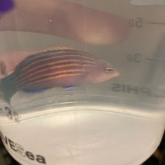 ニセモチノウオ　海水魚　5センチ前後の画像